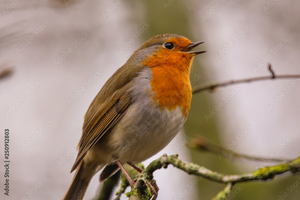 robin robin