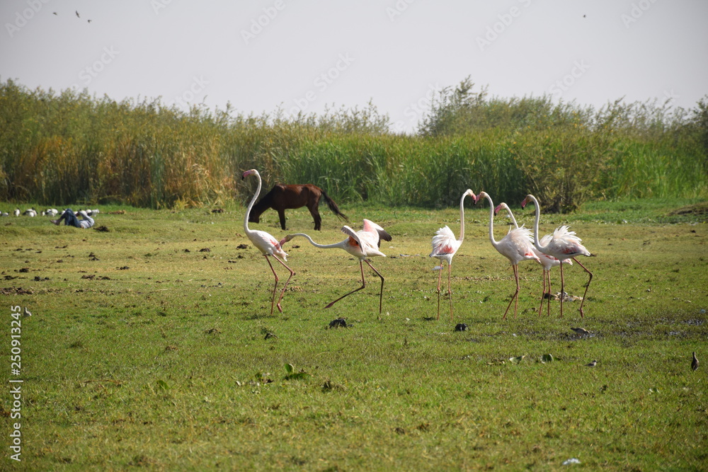 Fototapeta premium Flamingos bei der Balz