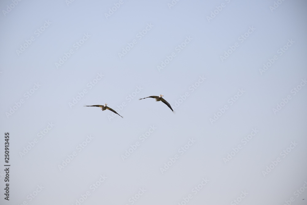 Pelikane im Flug Pelikane im Flug