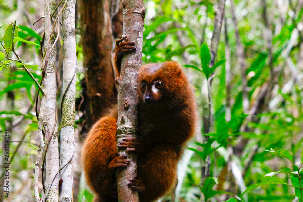Obraz premium Red-bellied lemur (Eulemur rubriventer), Rainforest, Ranomafana National Park, Madagascar