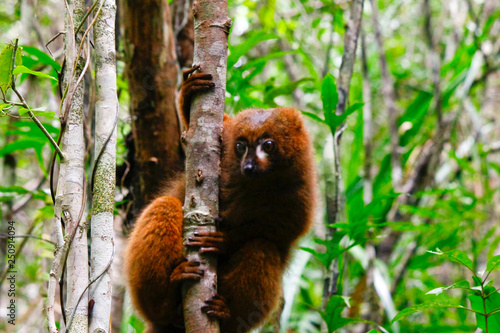 Red-bellied lemur (Eulemur rubriventer), Rainforest, Ranomafana National Park, Madagascar © dr322