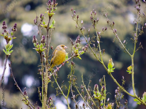 European greenfinch, Carduelis chloris, on lilac bush photo