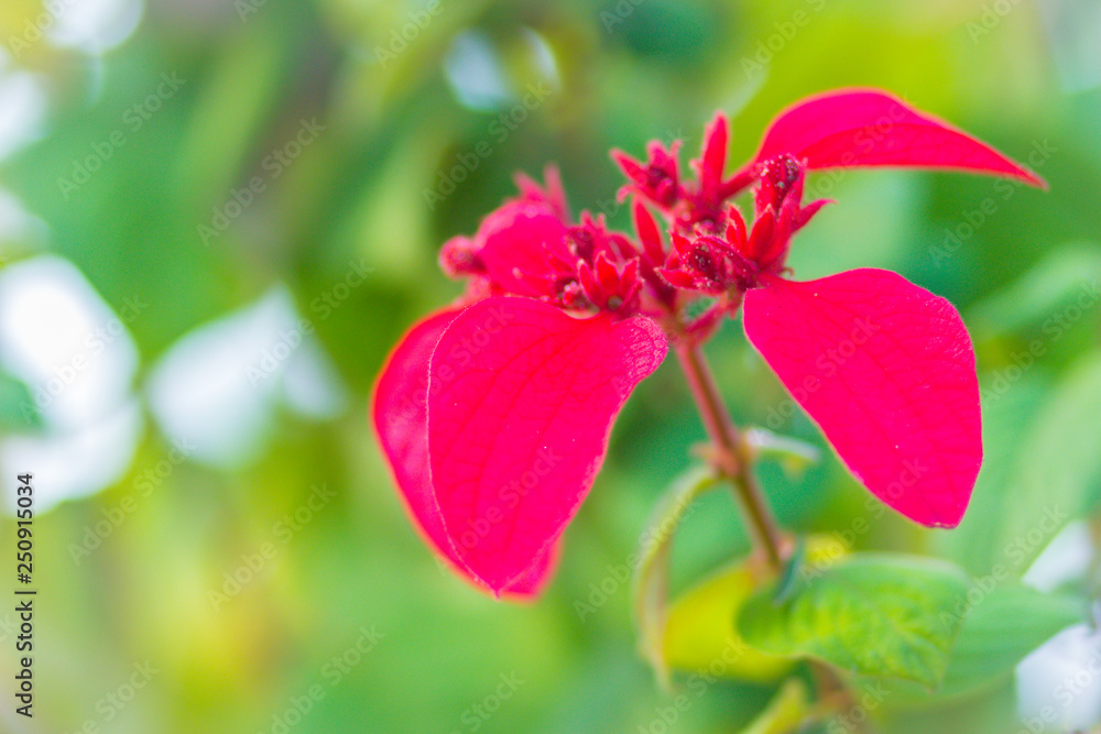 Red Ashanti blood flower (Mussaenda erythrophylla) green leaves background. Mussaenda erythrophylla also know as Ashanti blood, red flag bush and tropical dogwood, is an evergreen West African shrub. Red Ashanti blood flower (Mussaenda erythrophylla) green leaves background. Mussaenda erythrophylla also know as Ashanti blood, red flag bush and tropical dogwood, is an evergreen West African shrub.