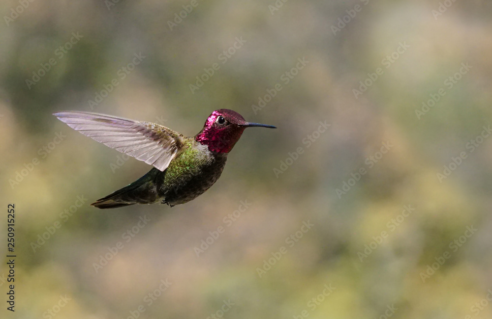 Close Up of a Small Hummingbird in Flight Close Up of a Small Hummingbird in Flight