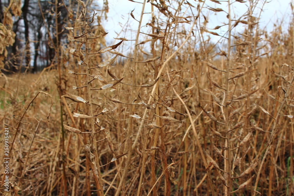 Fototapeta premium Die trockenen Feldpflanzen