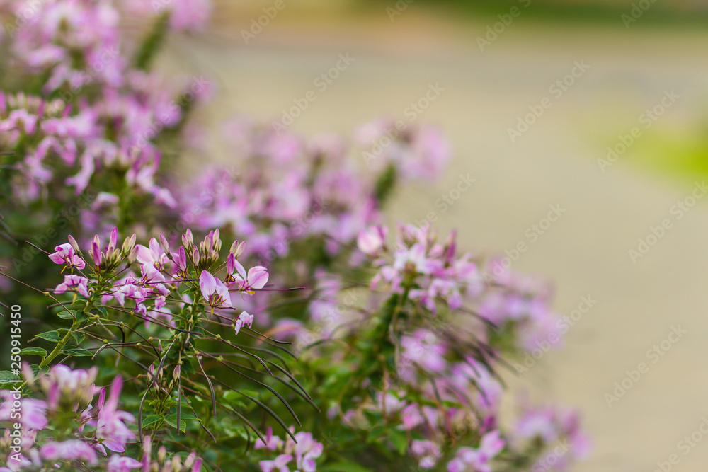 Obraz premium Pink Cleome hassleriana flower on the flowerbed in the garden. Species of Cleome are commonly known as spider flowers, spider plants, spider weeds, or bee plants.