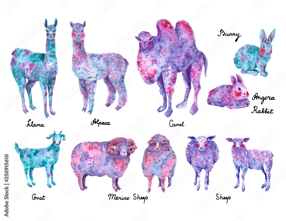 Set of wool animals: llama, alpaca, merino sheep, angora rabbit, camel, goat. Blue, purple and pink colors, hand drawn watercolor illustration. Stock Illustration | Adobe Stock Set of wool animals: llama, alpaca, merino sheep, angora rabbit, camel, goat. Blue, purple and pink colors, hand drawn watercolor illustration. Stock Illustration | Adobe Stock