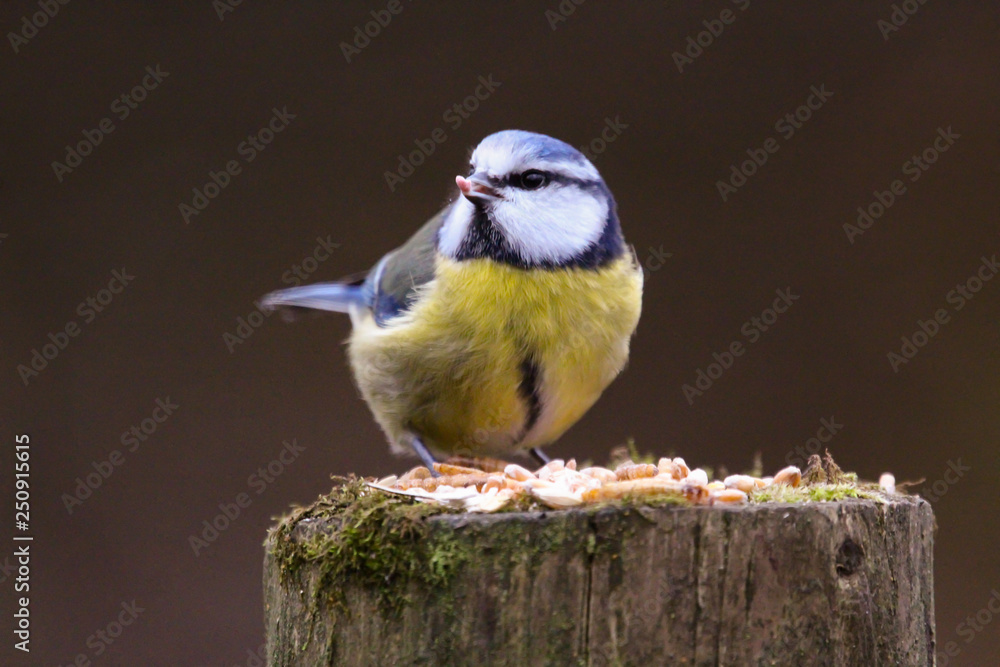 bluetit