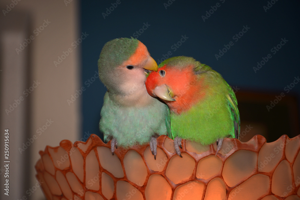 A pair of rosy-faced lovebird parakeets exchanges love and tenderness