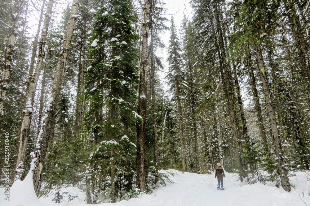 A young woman snowshoeing through the forests of Fernie Mountain Provincial Park, British Columbia, Canada; walking in her snowshoes through freshly fallen snow along a beautiful old cedar forest.