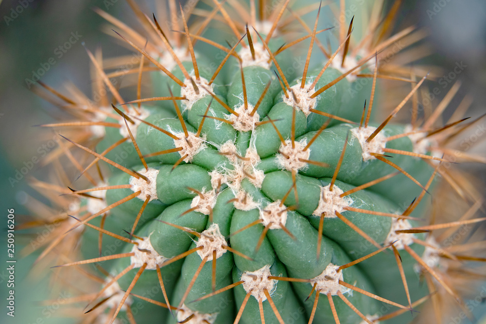 Cactus Family, close-up barrel cactus. thorn cactus texture background, close up Cactus Family, close-up barrel cactus. thorn cactus texture background, close up