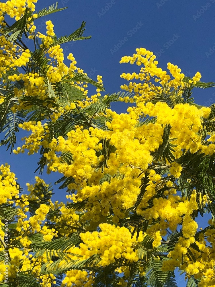 beauté mimosa fleurs jaunes au printemps beauté mimosa fleurs jaunes au printemps