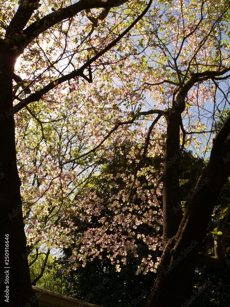 Obraz premium spring trees