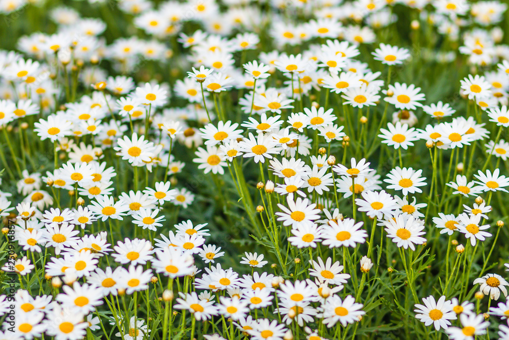 Beautiful white ox-eye daisy flowers (Leucanthemum vulgare) on flowerbed. Leucanthemum vulgare, the ox-eye daisy, or oxeye daisy, is a widespread flowering plant native to Europe. Beautiful white ox-eye daisy flowers (Leucanthemum vulgare) on flowerbed. Leucanthemum vulgare, the ox-eye daisy, or oxeye daisy, is a widespread flowering plant native to Europe.