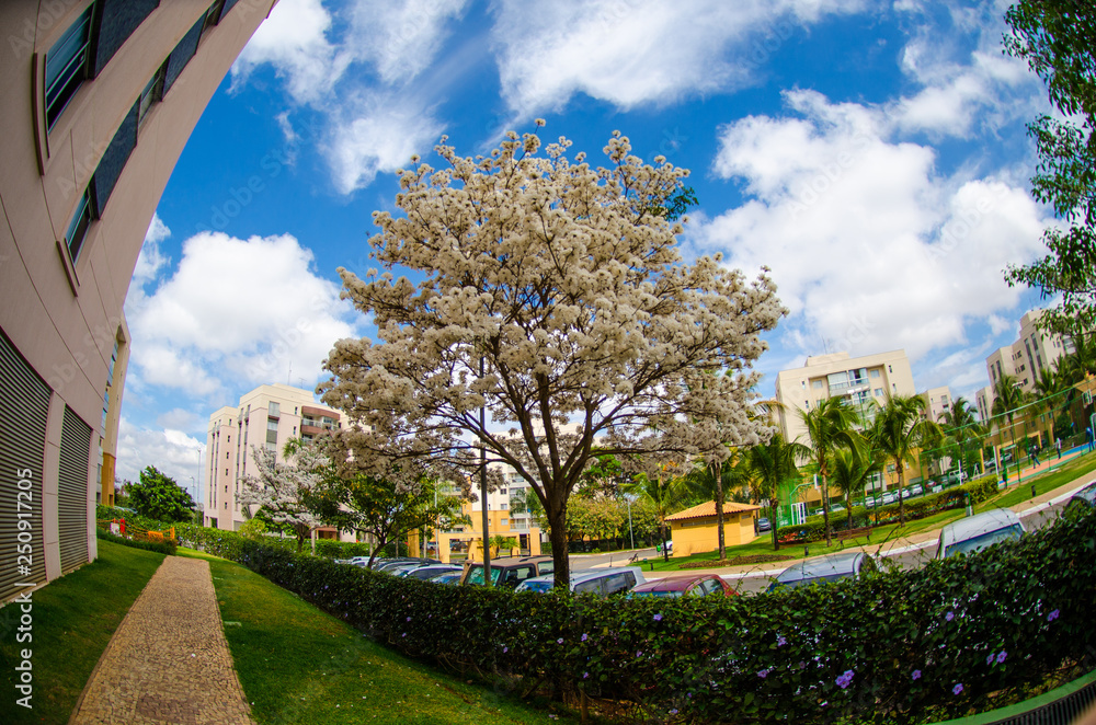 Obraz premium Flores na árvore de Ipê Branco