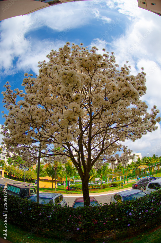 Flores na árvore de Ipê Branco