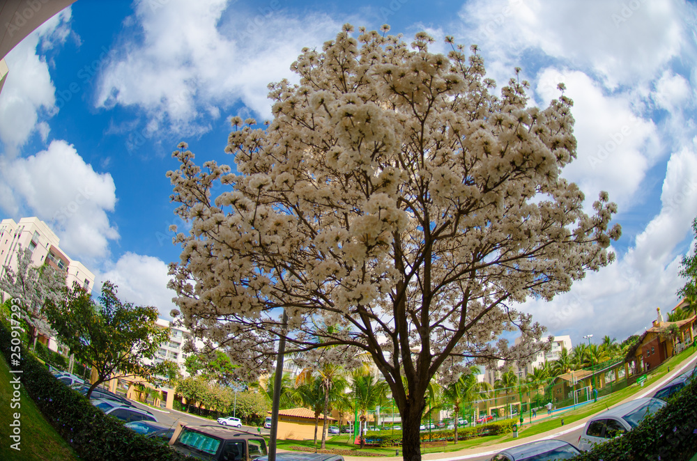 Flores na árvore de Ipê Branco