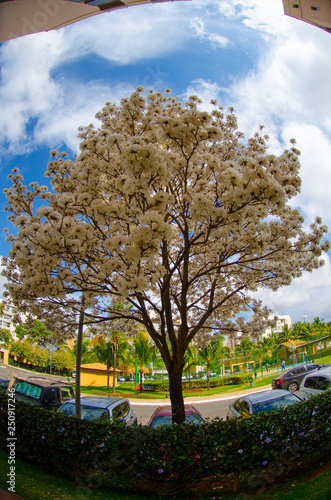 Flores na árvore de Ipê Branco © joseduardo