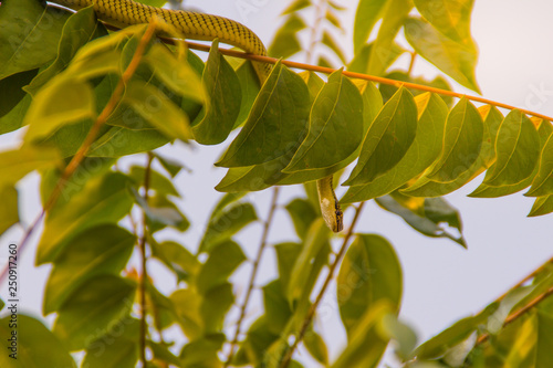 Cute golden tree snake (Chrysopelea ornata) is slithering on green tree. Chrysopelea ornata is also known as golden tree snake, ornate flying snake, golden flying snake, found in Southeast Asia.