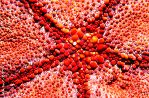 Macro view of pillow star Starfish are among the most familiar of marine animals and possess a number of widely known characteristics, such as regeneration and feeding on mussels. Starfish possess a wide diversity of body forms and feeding methods. Broadly speaking, starfish are opportunistic feeders, with several species having specialized feeding behavior, including suspension feeding and specialized predation on specific prey.

Digitally Enhanced photo