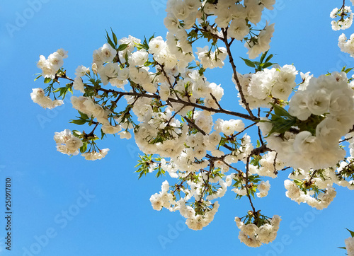 Blooming white cherry tree flowers in spring against a blue sky. photo