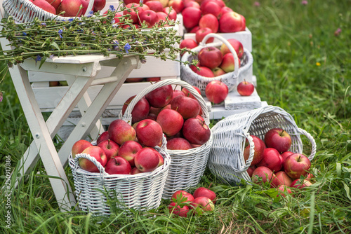 Natural background with red apples in white boxes and baskets in orchard. Picking apples in autumn. Garden.
