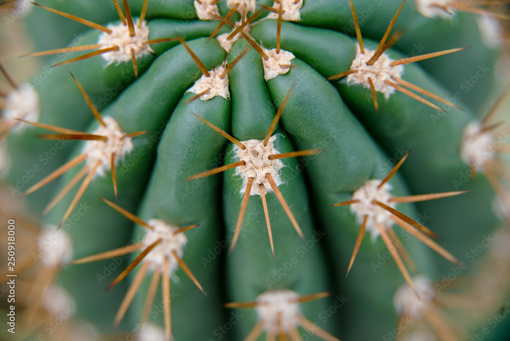 Cactus Family, close-up barrel cactus. thorn cactus texture background, close up Cactus Family, close-up barrel cactus. thorn cactus texture background, close up