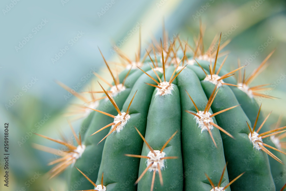 Cactus Family, close-up barrel cactus. thorn cactus texture background, close up Cactus Family, close-up barrel cactus. thorn cactus texture background, close up