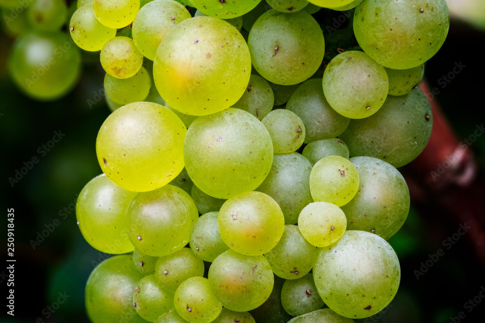 bunch of green grapes bunch of green grapes