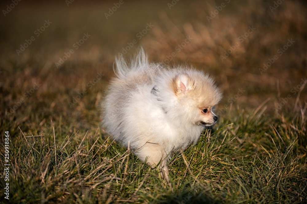 Pomeranian puppy running in grass field