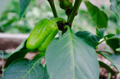 Growing bell peppers in a greenhouse. Gardening