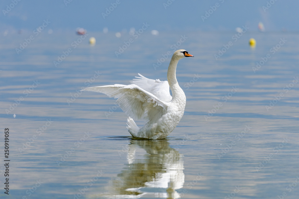 A beautiful white swan spreads its wings and comes up out of the water. A beautiful white swan spreads its wings and comes up out of the water.