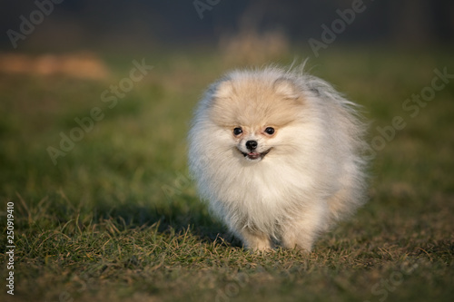 Pomeranian puppy running in grass field © Vaceslav Romanov