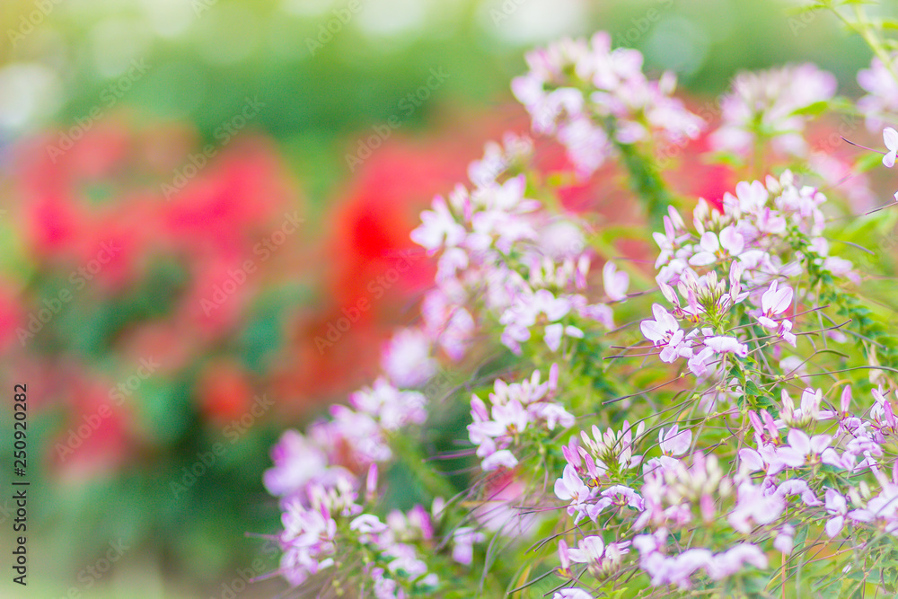 Fototapeta premium Pink Cleome hassleriana flower on the flowerbed in the garden. Species of Cleome are commonly known as spider flowers, spider plants, spider weeds, or bee plants.