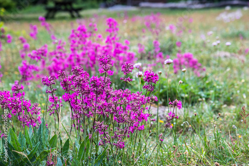 nordic pink meadow flower