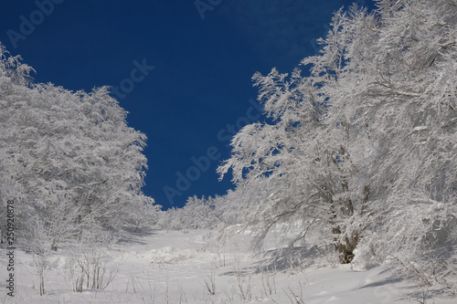 Winter background. Snow on the tree with sky background.