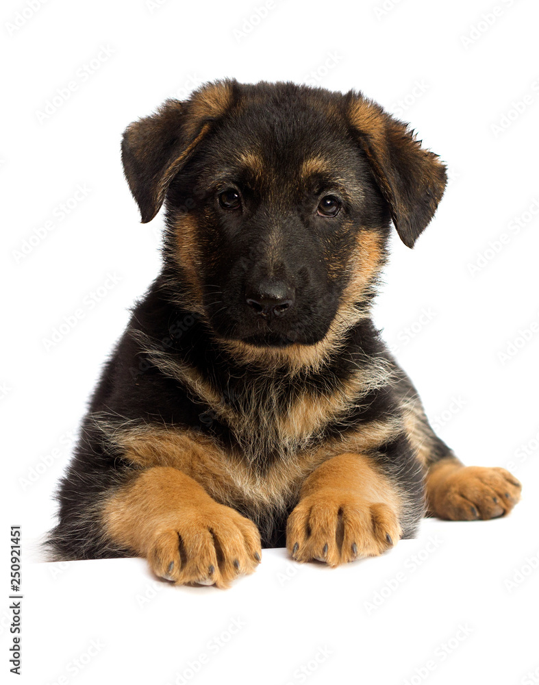 shepherd puppy isolated