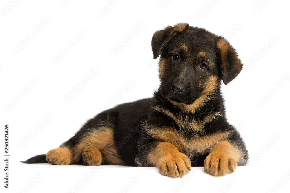 shepherd puppy isolated shepherd puppy isolated