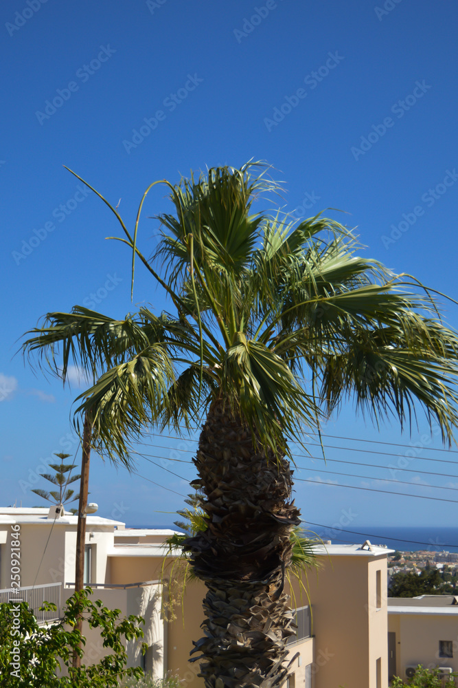 Palm at blue sky background