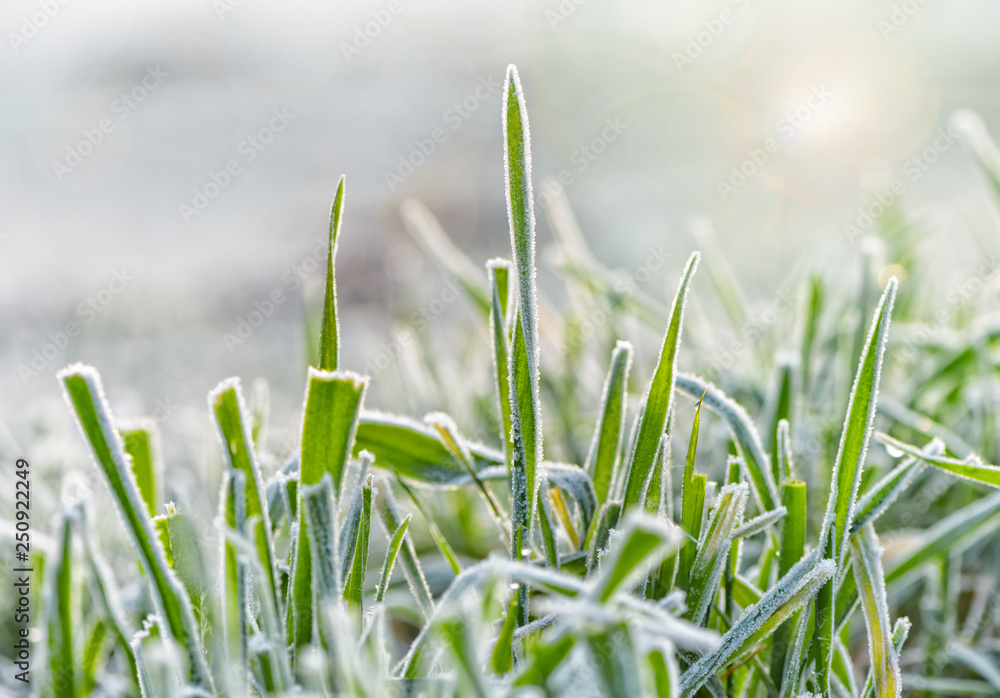 Frozen morning grass Frozen morning grass