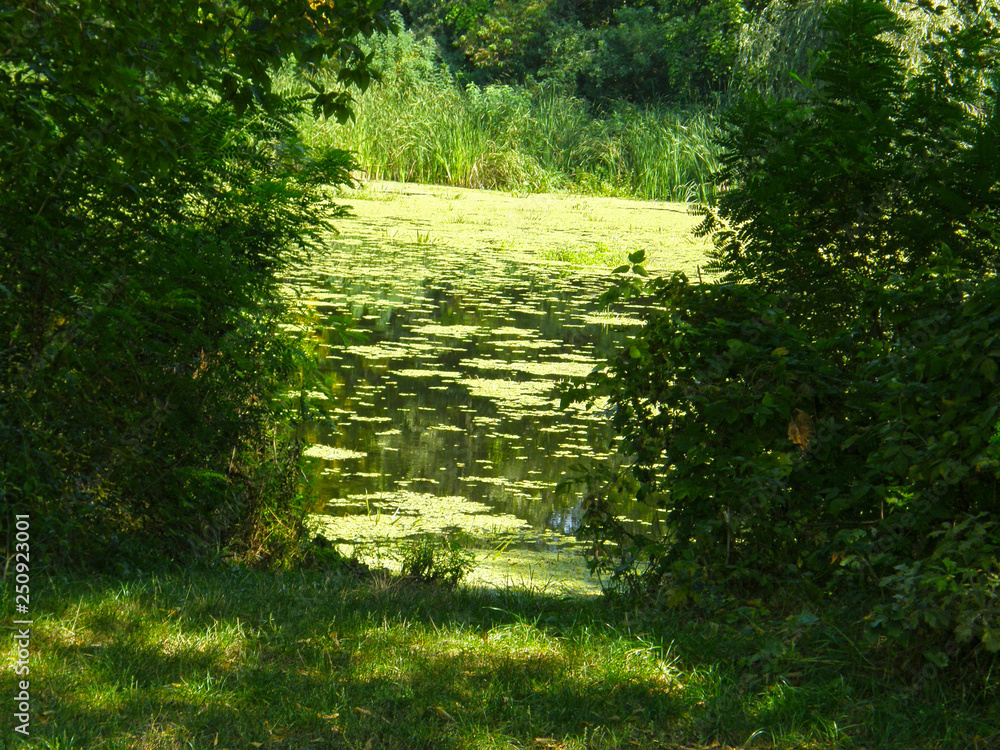 Obraz premium Swamp forest lake