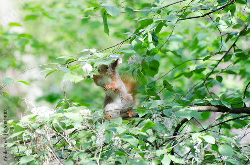 Little cute squirrel in the spring forest