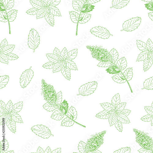 Tea collection. Vector hand drawn seamless pattern with mint on a white background -03