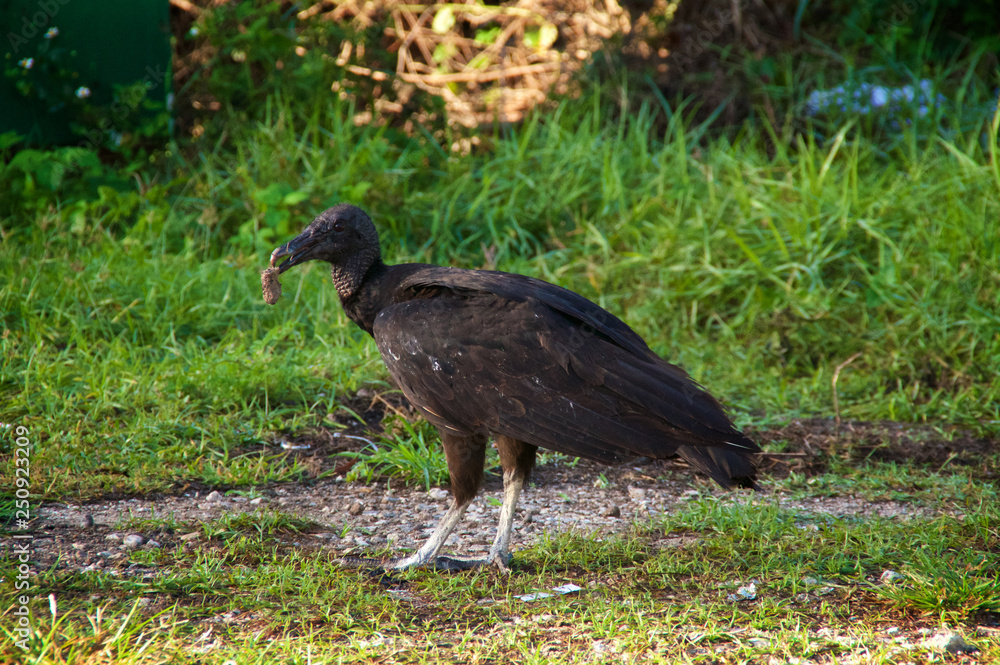 Fototapeta premium Close up eye level view of a large american black headed vulture eating something large hanging from beak, common in florida.