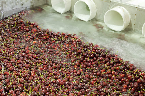 Red ripe cherries being washing in a fruit packing warehouse