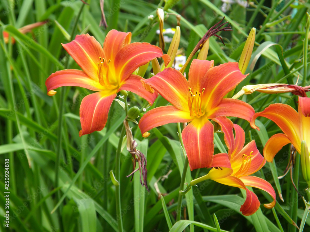 flowers in the garden flowers in the garden