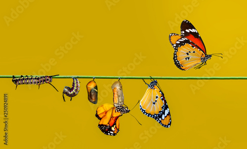 A farm for butterflies, pupae and cocoons are suspended. Concept transformation of Butterfly