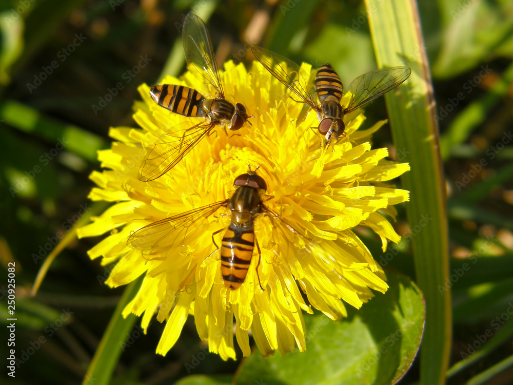 bee on yellow flower