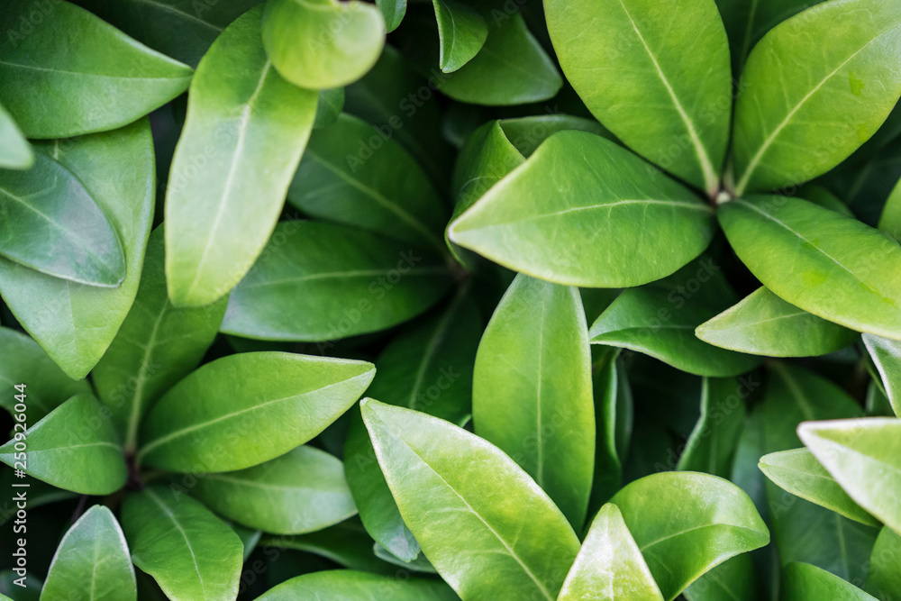 Obraz premium Generic leafy nature background.