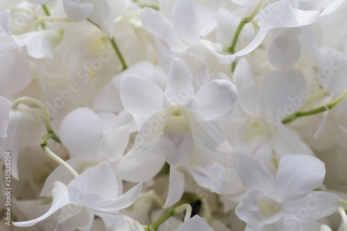 White orchid on white background